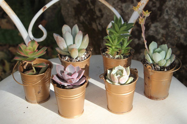 bridal shower favors succulents