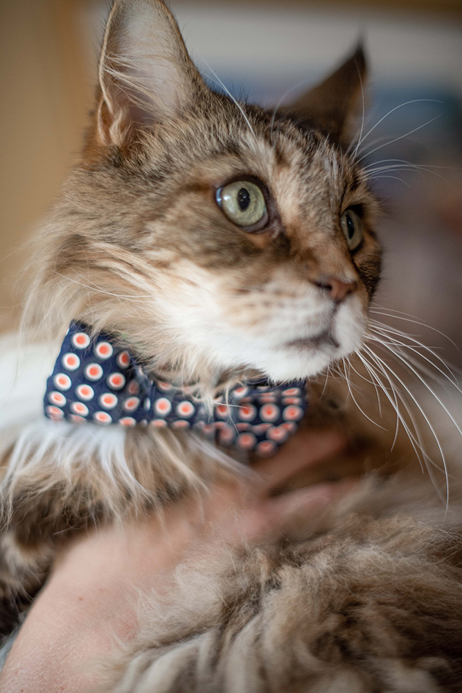 cat in wedding cat in wedding