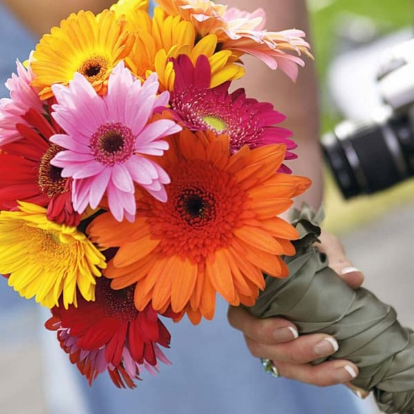 gerbera daisy bridal party bouquet gerbera daisy bridal party bouquet